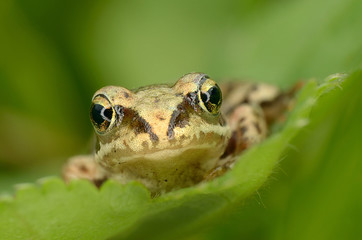 Frog sit on green leaf. Russian nature.