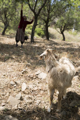 Yavru Keçi ve Çoban