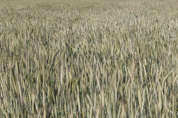 Wheat field background - farming