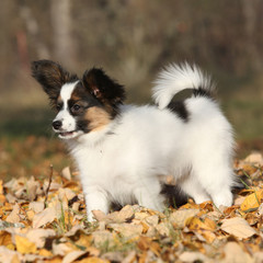 Amazing paillon puppy in autumn