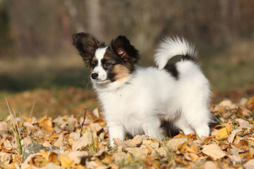 Amazing paillon puppy in autumn