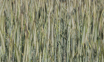 Wheat field - farming macro