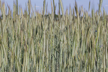 Wheat field - farming landscape