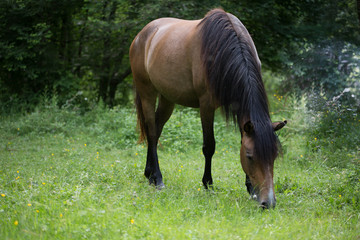 chevaux en libert&eacute;