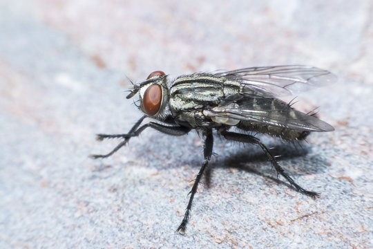 Flies cause diseases