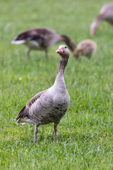 Bean goose