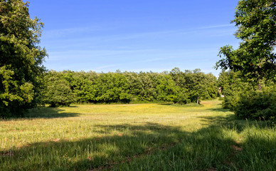 Obraz premium Forest