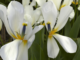 Naklejka na ściany i meble White tulips