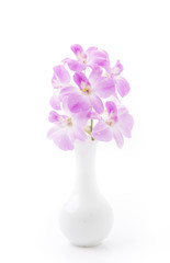 orchid isolated on white blackbackground
