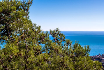 Fototapeta na wymiar Pine cones on the branch and Mediterranean sea