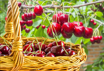 Berries sweet cherries in a basket in the orchard
