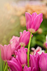 Pink tulips