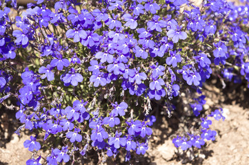 purple violet flowers in nature