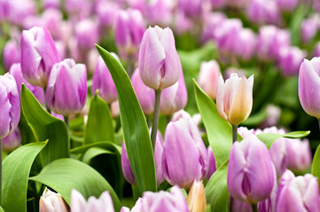 Pink and white tulips