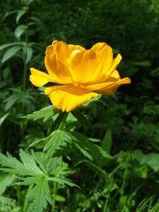 огонек, жарок