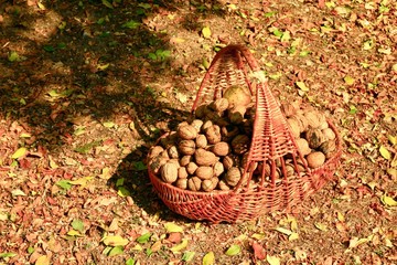 Walnuts in the basket