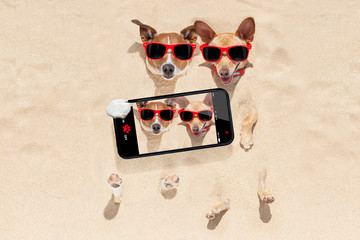 couple of dogs buried in sand selfie
