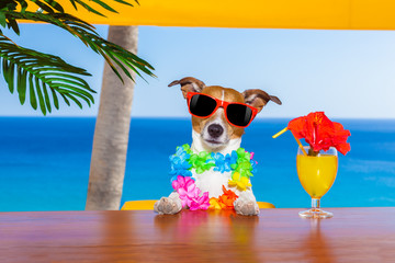 drunk dog