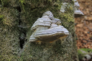champignon