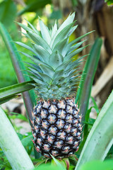 Obraz premium Pineapple