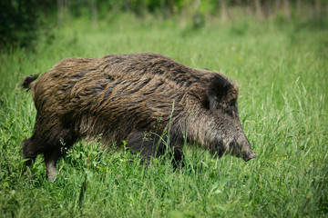 Wild boar in spring