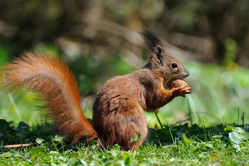 Red Squirrel