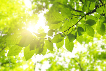Leaves