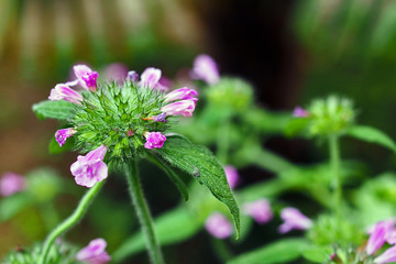 Obraz premium Wild basil (Clinopodium vulgare) in an italian garden. 
