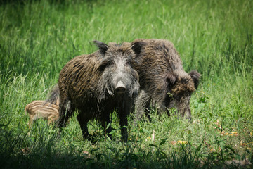 Wild boar family