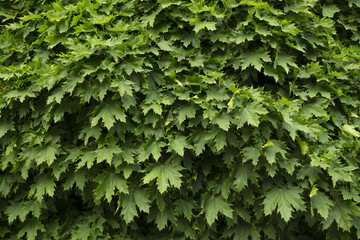 Maple wood leaves texture