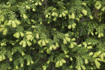 Young shoots of pine tree background texture