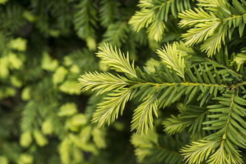 Young shoots of pine tree macro © boxerx