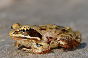 Frog sit on gray board. Russian nature.