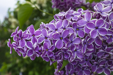 Bunch of purple lilacs on green background macro photography