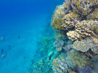 Red Sea fishes on a coral reef. Underwater Snorkeling