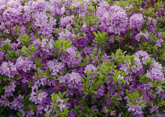 Green bush of violet flowers background