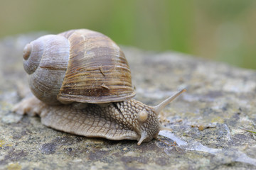 Weinbergschnecke
