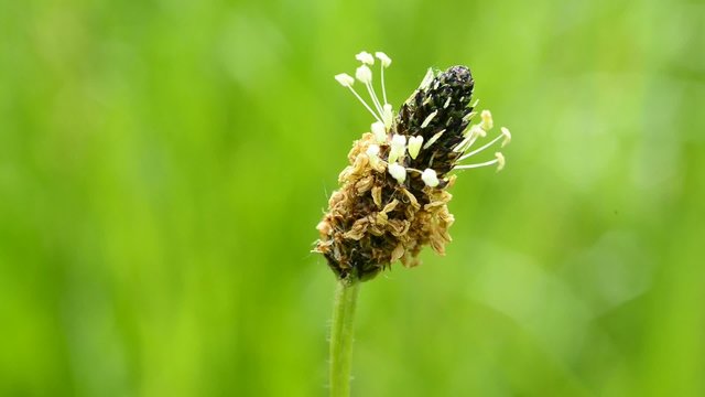 Spitzwegerich, Plantago lanceolata, Heilpflanze mit Bl&uuml;te