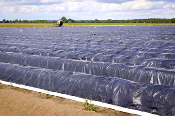 Fototapeta premium Asparagus field in spring before harvest