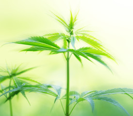 Young cannabis plant, marijuana