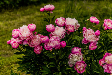 Fototapeta premium Les pivoines