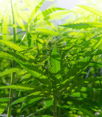 Young cannabis plant, marijuana