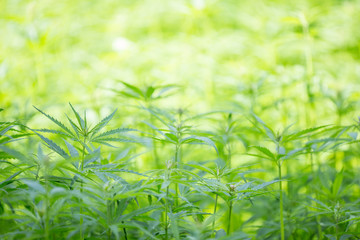 Young cannabis plant, marijuana