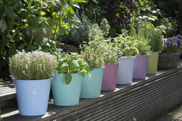 mix of herbs in colored buckets in garden