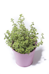 Oregano in purple bucket isolated on white background
