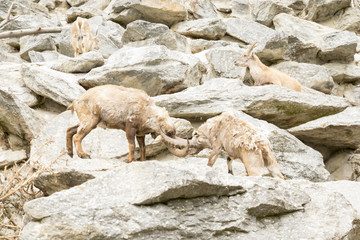 Fototapeta premium Alpine Ibex