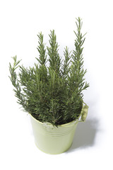 Rosemary in green bucket isolated on white background