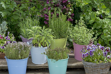 mix of herbs in colored buckets in garden