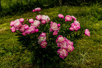 Les pivoines