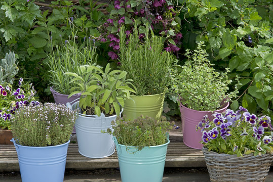 mix of herbs in colored buckets in garden